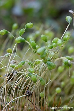 Sporophytes
